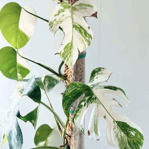 モンステラ ホワイトタイガー 7号鉢 支柱仕立て 結局支柱を取り替え