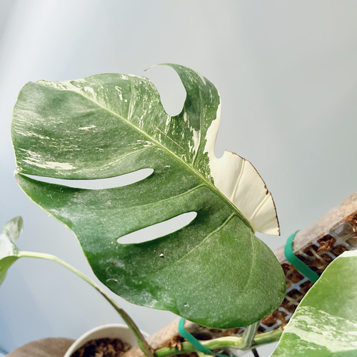 特別価格》希少 モンステラ ホワイトタイガー モスポール 観葉植物