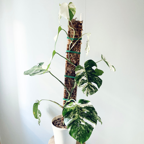 特別価格》希少 モンステラ ホワイトタイガー モスポール 観葉植物
