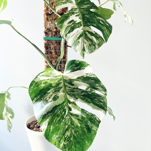 特別価格》希少 モンステラ ホワイトタイガー モスポール 観葉植物