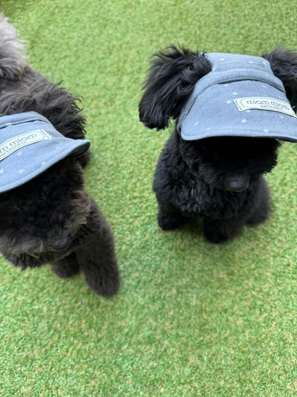 マナティ　オーダー犬用帽子 犬用帽子 オーダーメイド 星柄ネイビー 犬用サンバイザー 犬用