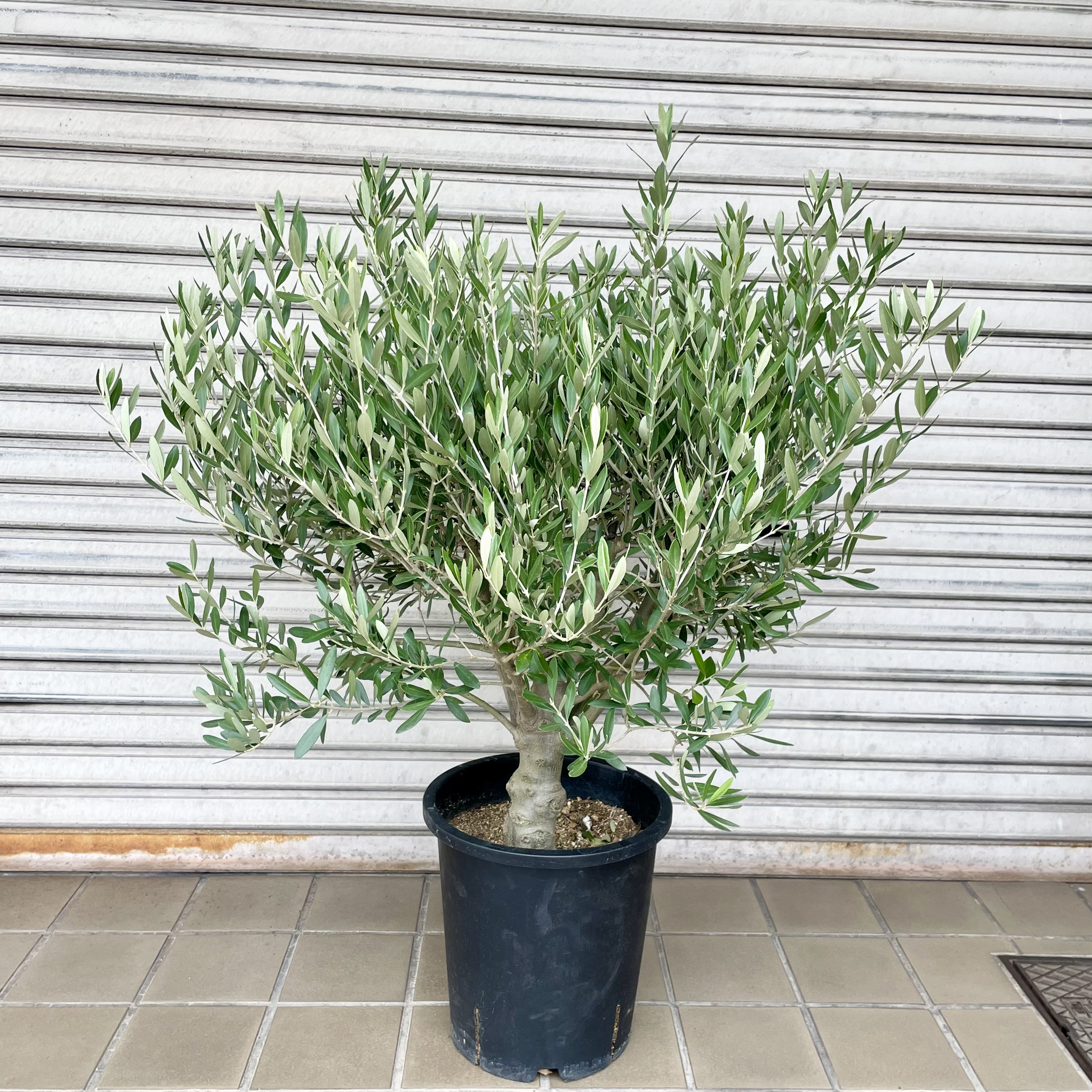 m*r様 オリーブの木,た植物/観葉植物 シプレッシーノ『特大、綺麗な樹形。樹高 オリーブの木,た植物/観葉植物 シプレッシーノ『特大、綺麗な樹