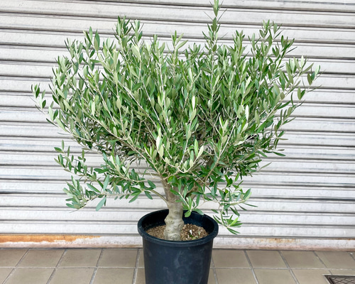 オリーブの木 SOUJU シプレッチーノ② 厳選株 盆栽樹形 オリーブの木 souju シプレッシーノ 2 その他