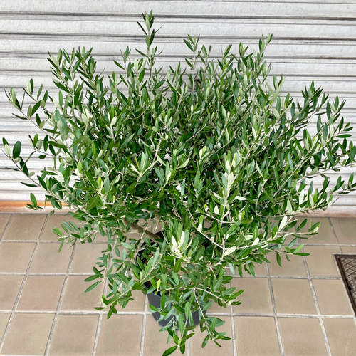 厳選株 盆栽樹形 オリーブの木 souju シプレッシーノ 2 その他