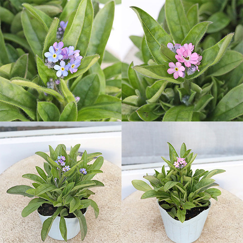 花の苗】斑入り 宿根忘れな草 苗 【公式通販】