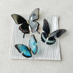 蝶 標本タイプ額 （オオルリアゲハ・ヘレノールモルフォ) フォト