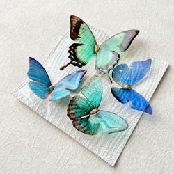 蝶 標本タイプ額 （ﾍｸﾄｰﾙﾍﾞﾆﾓｱｹﾞﾊ） フォトフレーム・写真立て