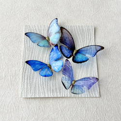 蝶　標本　額装 Amazon | 額入り 昆虫標本 蝶 テイルド・ジェイ Tailed Jay