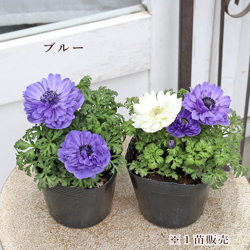 値引きセール 花苗 八重咲き アネモネ リリカ 凜々花 3.5号 宿根草