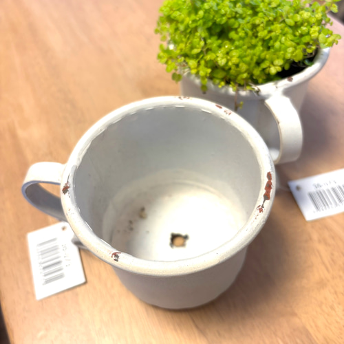 ベビーティアーズ 多年草 観葉植物 鉢植え 白ポット ホーロー ガーデン 