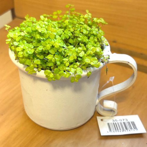 ベビーティアーズ 多年草 観葉植物 鉢植え 白ポット ホーロー ガーデン 