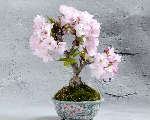 ca35145eec332fcf18ac7e208d182b