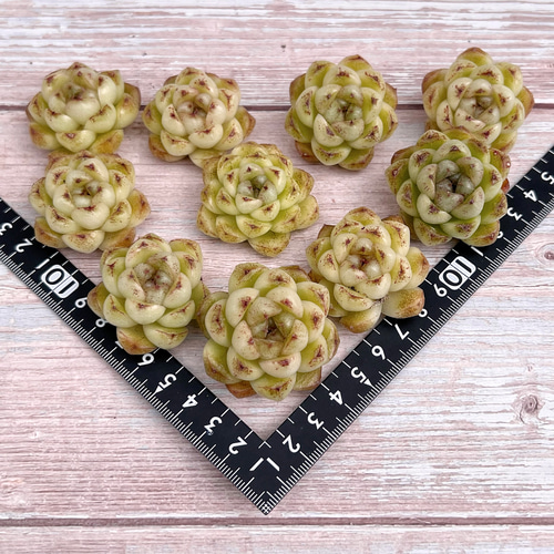 多肉植物 プラムチーク 韓国苗 多肉植物 pariʚ