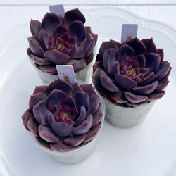 2025 New✨多肉植物　ソングフォーユー　韓国苗 2025 New✨多肉植物 ソングフォーユー 韓国苗 多肉植物 pariʚ