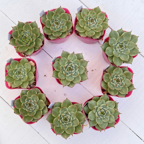 多肉植物 トスカネリ 韓国苗 多肉植物 pariʚ❤︎ɞtaniku