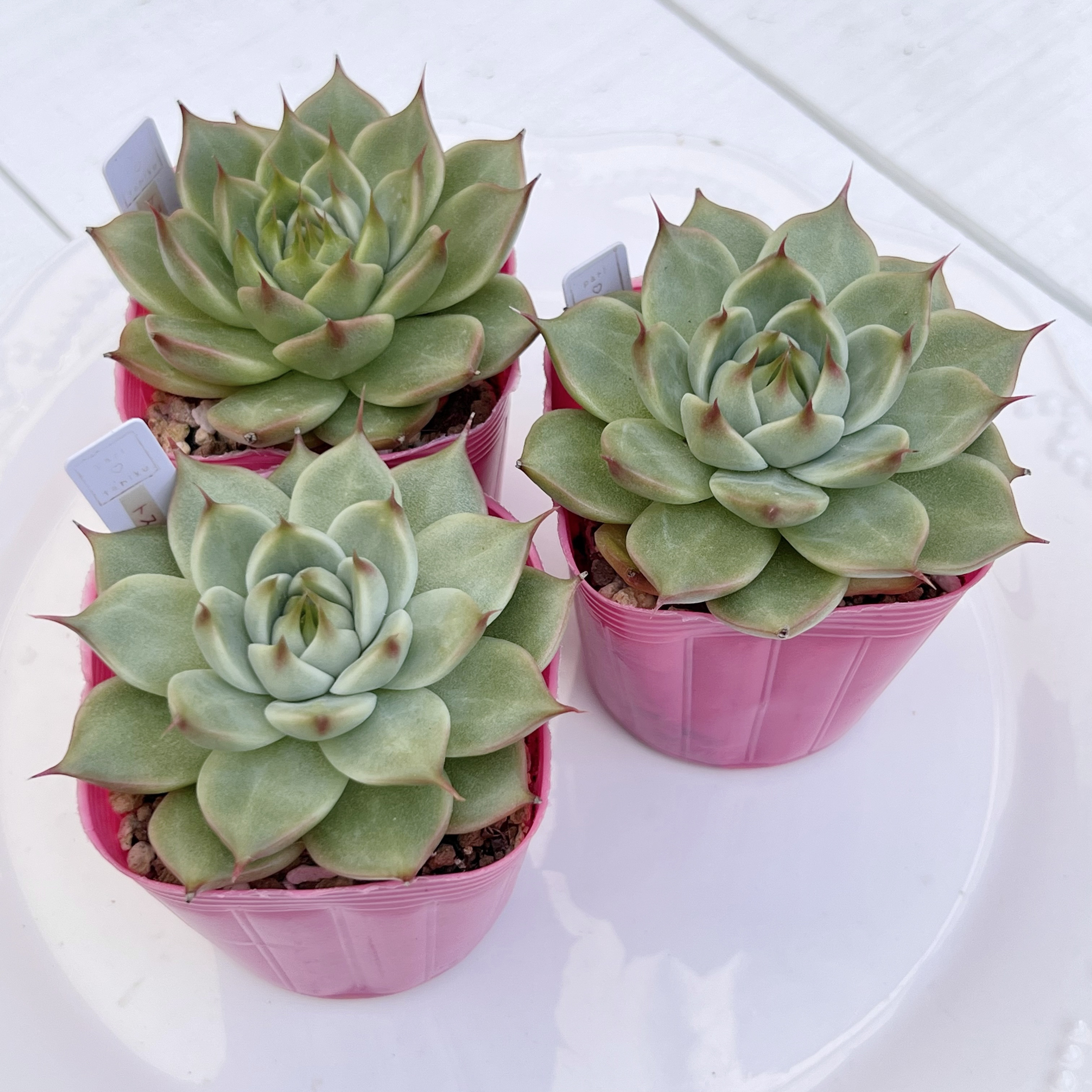 多肉植物　トスカネリ　韓国苗 多肉植物 トスカネリ 韓国苗 多肉植物 pariʚ❤︎ɞtaniku