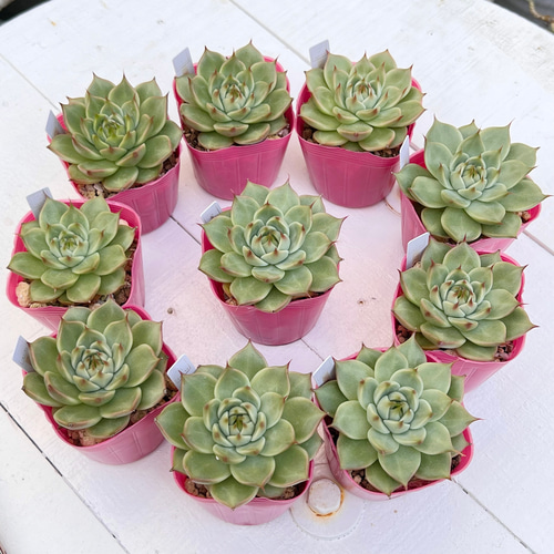 多肉植物　トスカネリ　韓国苗 多肉植物 トスカネリ 韓国苗 多肉植物 pariʚ❤︎ɞtaniku