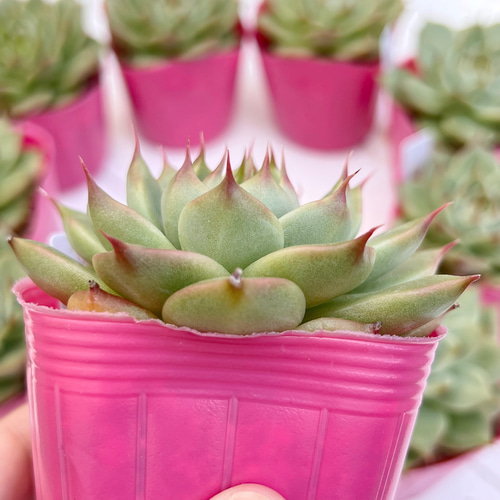 多肉植物 トスカネリ 韓国苗 多肉植物 pariʚ❤︎ɞtaniku
