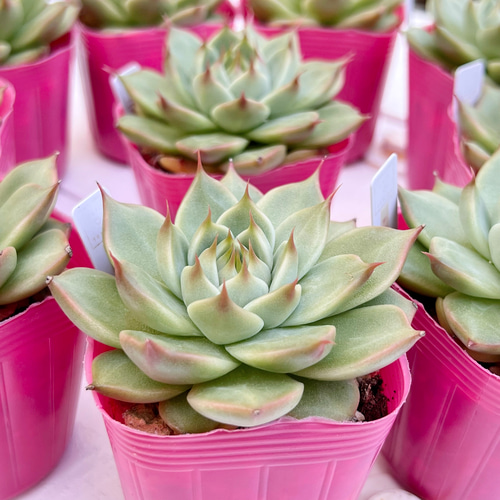 多肉植物　トスカネリ　韓国苗 多肉植物 トスカネリ 韓国苗 多肉植物 pariʚ❤︎ɞtaniku
