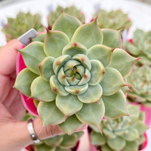 多肉植物 トスカネリ 韓国苗 多肉植物 pariʚ❤︎ɞtaniku