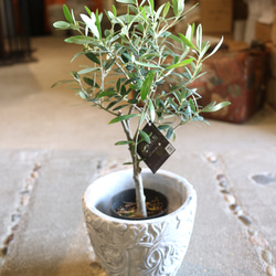 専用＊オリーブ フェイクスワッグ oliveswagl_5.jpg