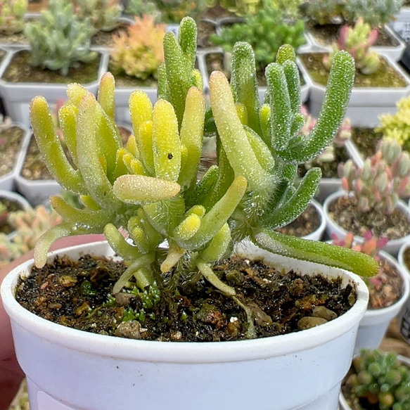新入荷 多肉植物 超キラキラ ドロサンテマム 蛍光兎 陰陽錦 小苗 新入荷 多肉植物 超キラキラ ドロサンテマム 蛍光兎 陰陽錦 小苗