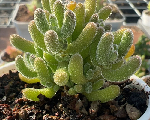 新入荷 多肉植物 ドロサンテマ キラキラ Cream ice 抜き苗1株
