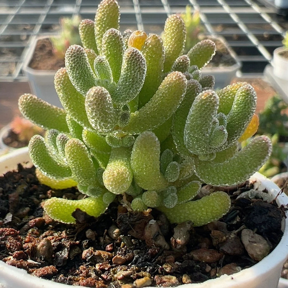 新入荷 多肉植物 ドロサンテマ キラキラ Cream ice 抜き苗1株