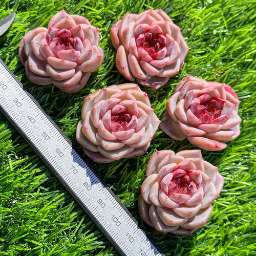 多肉植物 エケベリ レッドベルベット 超美苗 レア種 多肉植物