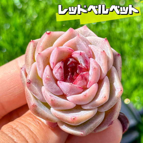 多肉植物 エケベリ レッドベルベット 超美苗 レア種 多肉植物