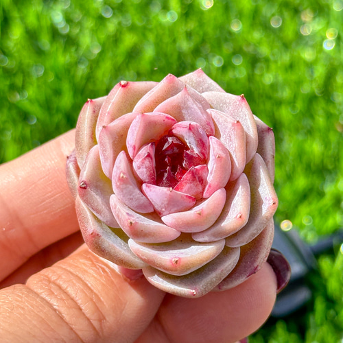 多肉植物 エケベリ レッドベルベット 超美苗 レア種 多肉植物