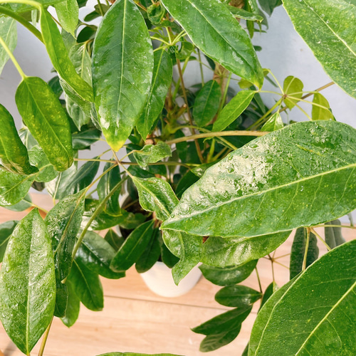 現品］8番 ブラッサイア 8号 観葉植物 室内 大型 鉢受け皿付き