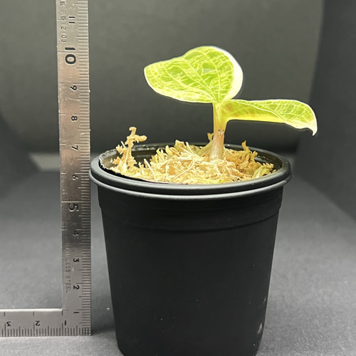 期間限定】ジュエルオーキッド【マコデスペトラver.gold vain(斑入り