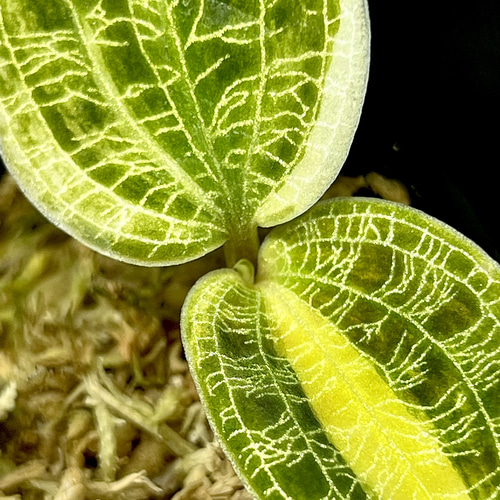 ジュエルオーキッド　マコデスペトラ　プラチナム ジュエルオーキッド マコデス ペトラ プラチナム ジュエル