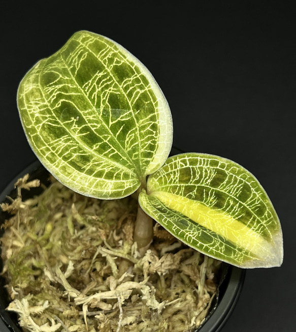 期間限定】ジュエルオーキッド【マコデスペトラver.gold vain(斑入り