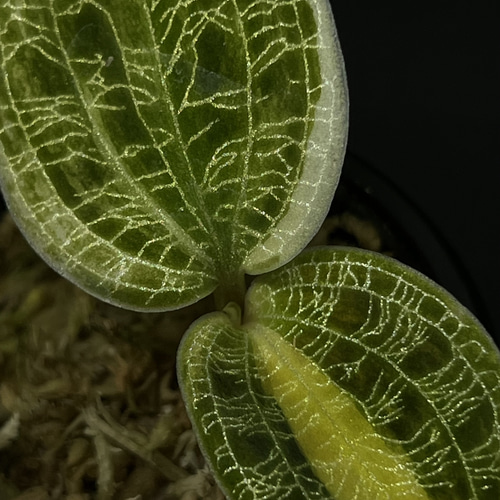 期間限定】ジュエルオーキッド【マコデスペトラver.gold vain(斑入り