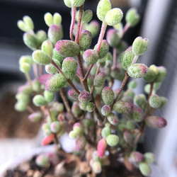 新入荷 ドロサンテマ キラキラ丸くてコロコロ キャンディーボール錦