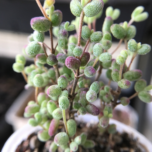 新入荷 ドロサンテマ キラキラ丸くてコロコロ キャンディーボール錦