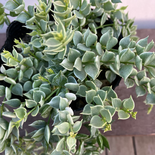 ディスキディア＊ミリオンハート＊斑入り＊観葉植物＊ アート