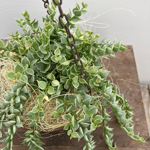 ミリオンハート　抜き苗　ディスキディア　多肉植物　花卉/園芸/山野草。。 ディスキディア ミリオンハート 4号 ハートが可愛い 育てやすい 着生