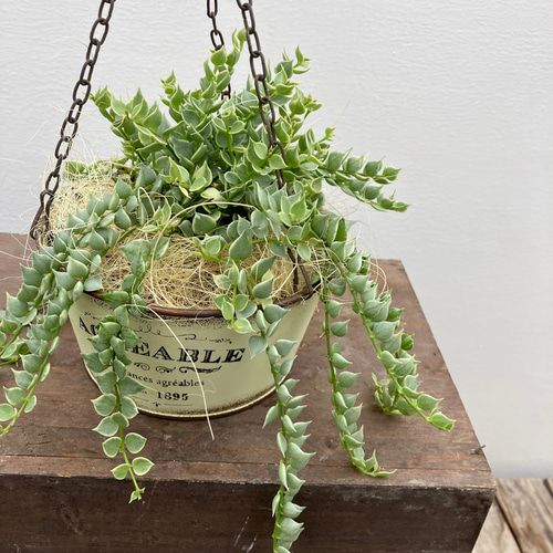 ディスキディア＊ミリオンハート＊斑入り＊観葉植物＊ アートフラワー