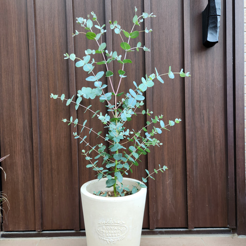 ユーカリシルバードロップ テラコッタ鉢植え 観葉植物 シンボルツリー