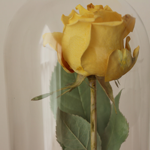 Rose Door ー Aura Bloom ー 1輪の薔薇ドライフラワー標本 Rose Door ー Aura Bloom ー 1輪の薔薇ドライフラワー標本