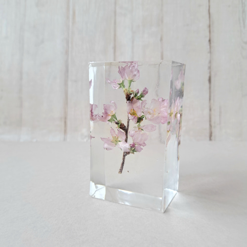 さくら咲く《枯れない桜》フラワーレジン 透明樹脂(レジン)製 啓翁桜