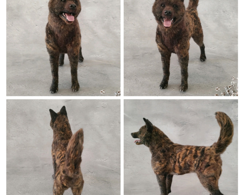 羊毛フェルト犬 甲斐犬さん〈25031〉 羊毛フェルト 羊毛わんこ