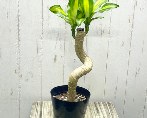 マリィlove様　　　◆幸福の木10号鉢つき◆ マリィlove様 ◇幸福の木10号鉢つき◇ 観葉植物 10号