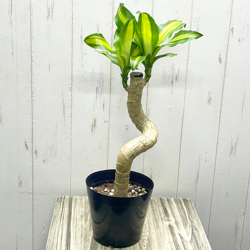 アート！ 個性的 曲がり 幸福の木 マッサン・ゲアナ その他インテリア