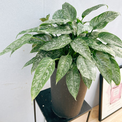 ［現品］【珍しい】22番　スキスマトグロティス　スコルテクニー　7号　おしゃれ 現品］【珍しい】22番 スキスマトグロティス スコルテクニー 7号