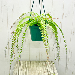 現品 幹太い 真っ直ぐ樹形 オリーブの木 オリーブ souju ネバディロ