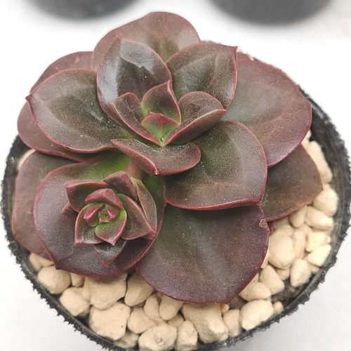 送料無料】エケベリア 6苗 セット まとめ売り【多肉植物】寄せ植えに